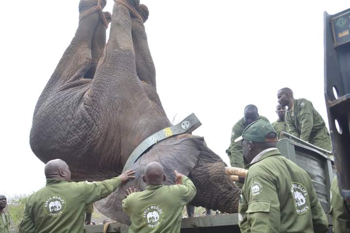 KWS Starts Translocating Elephants