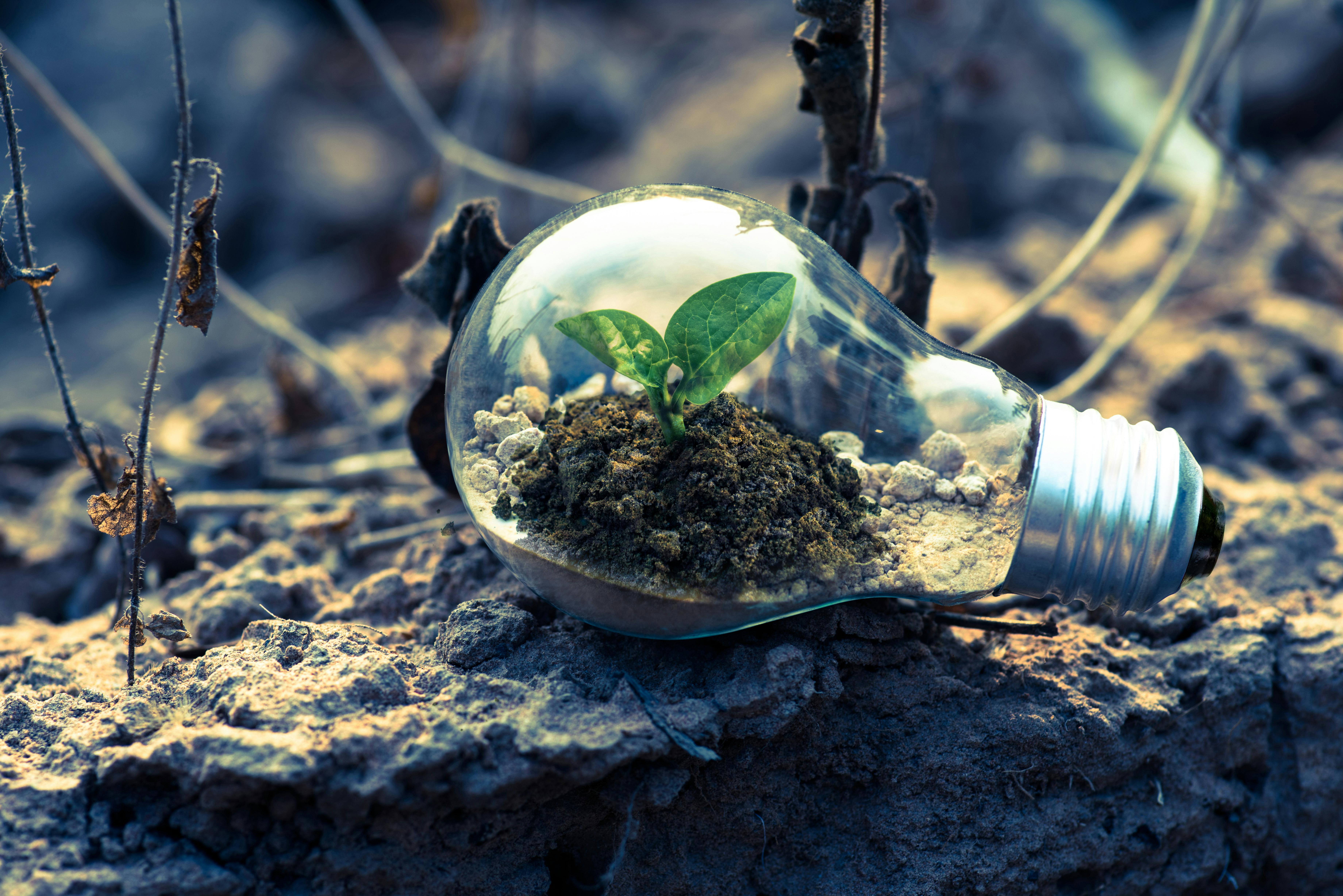 The Role of Solar, Wind, and AI in Combating Climate Change