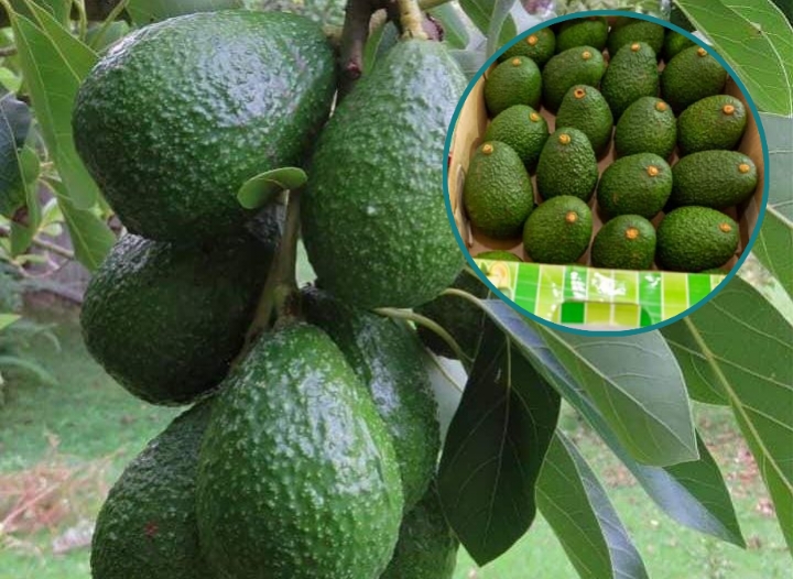 Govt Suspends Avocado Exports