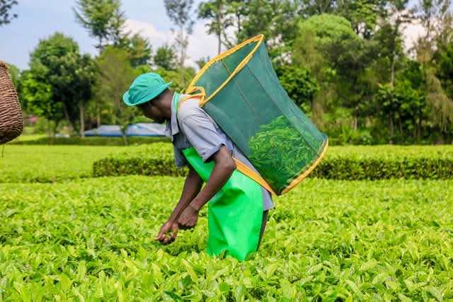 Gov't Releases Ksh 2 Billion For Tea Farmers Fertiliser Subsidy Refunds