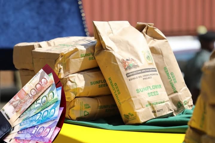 Nakuru Peasants make a Windfall Oil Crops Farming