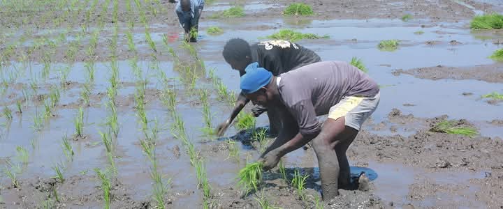 Govt Allocates Sh 150M to Purchase Rice from Ahero Farmers 