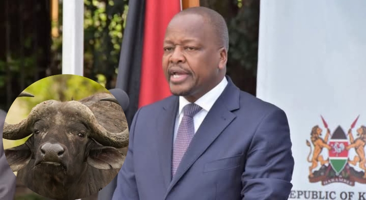 CS Mutahi Kagwe gazettes water buffalo as a food animal in Kenya