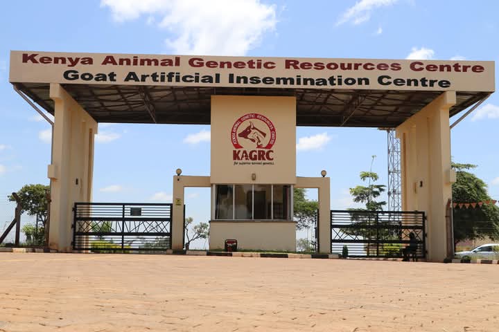 Kenya Embraces AI to Revolutionize Dairy Goat Farming.