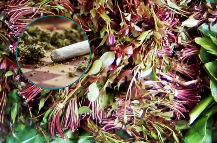 No marriages for Mandera men who chew Miraa & Smoke Marijuana in new Rules