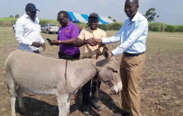 Homa Bay Farmers Receive Donkeys to Boost Transport