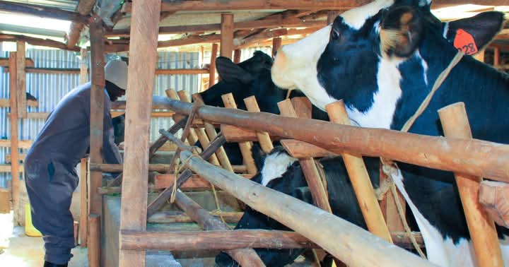 New Insemination Technology Helps Farmers Choose Specific Cattle Breeds