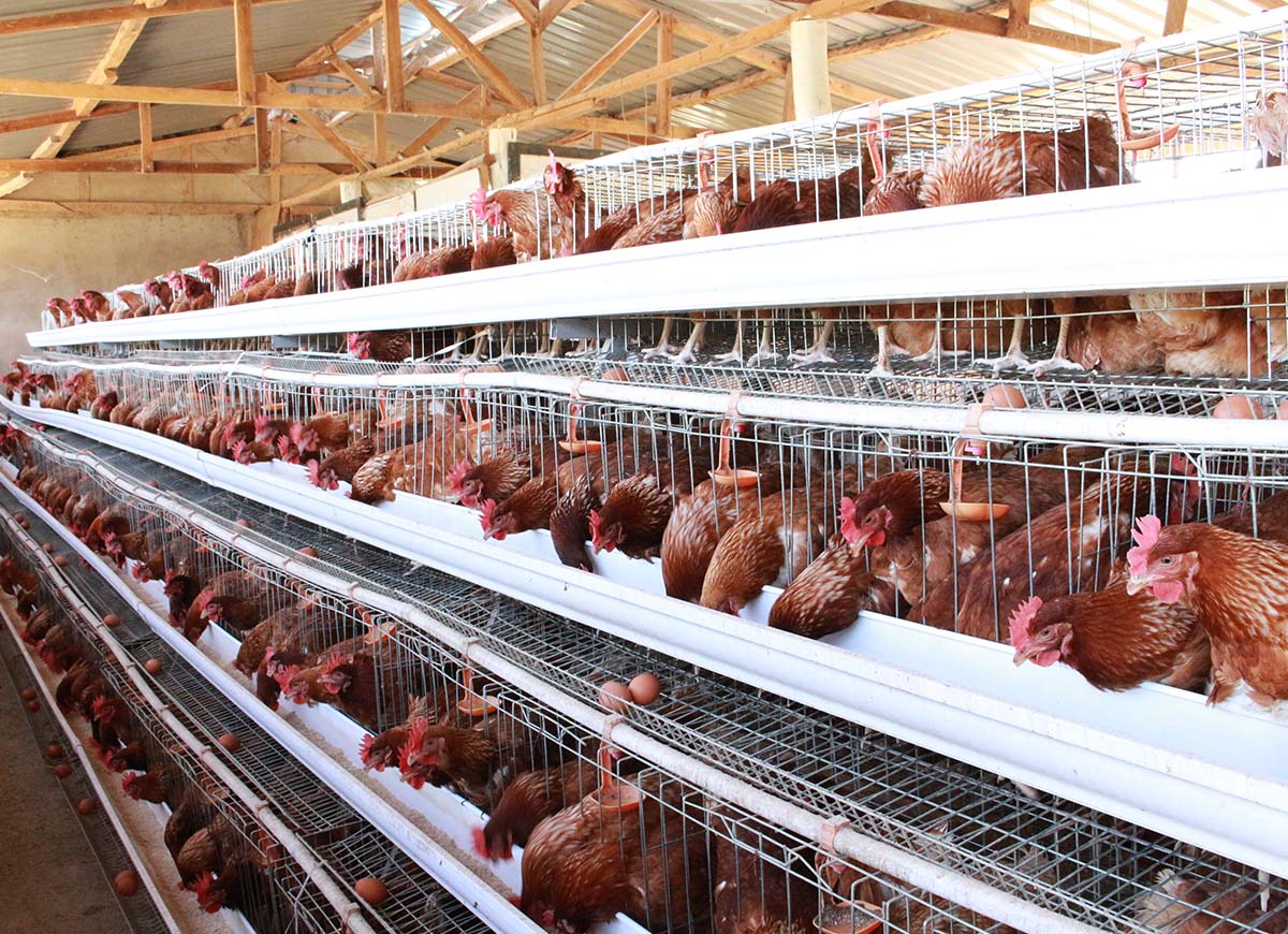 Successful Poultry Farming 2025 : Everything You Need To Know