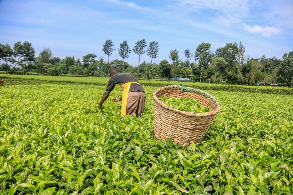 Government Bans Hawking of Green Tea