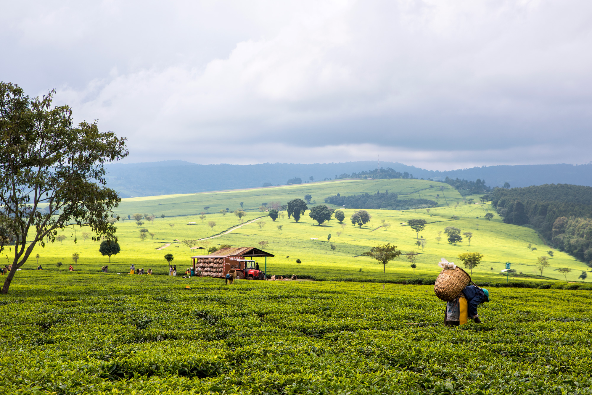 How to Successfully Buy land in Kenya