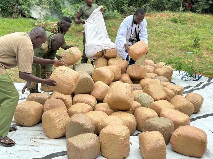 Police Nab Bhang Worth KSh 10.5M in Marsabit