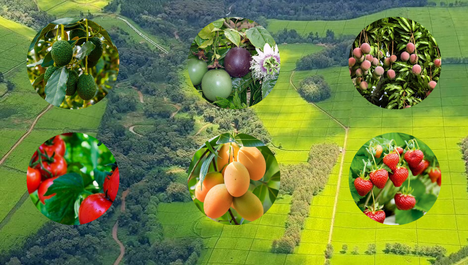 25+ Profitable Agribusiness Ideas In Kenya (2025) - Agricultural Goldmine