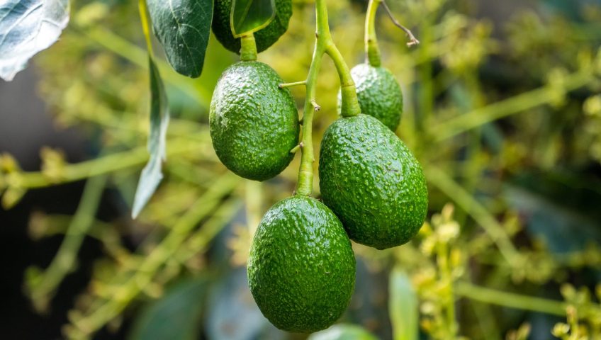How To Get Rich Hass Avocados Farming in Kenya