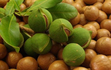 Macadamia Farming in Kenya