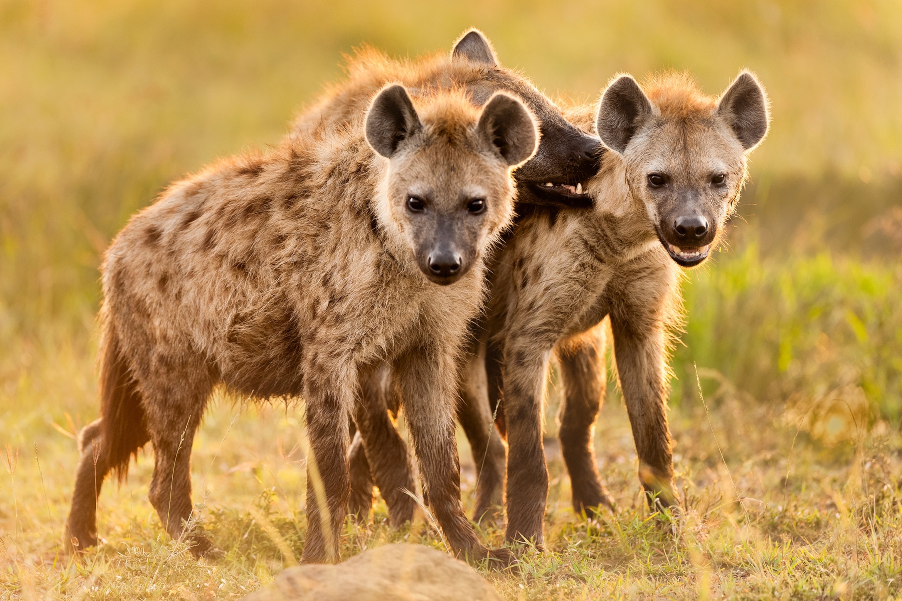 Grade 7 pupil mauled by hyenas after going missing in Nakuru