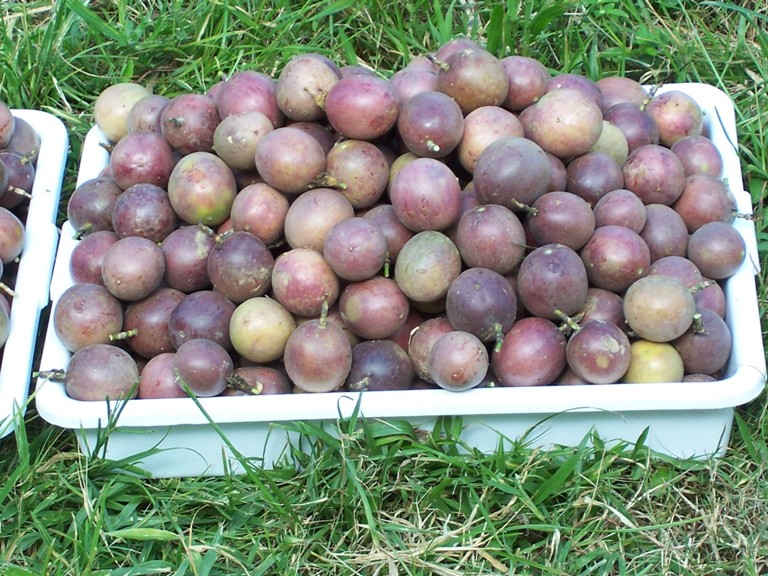 Profitable Passion Fruit Farming in Kenya [2025]