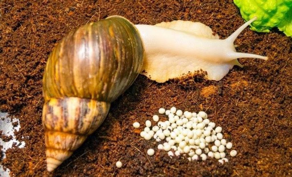 Snail Farming Gathers Pace in Kenya as Demand for Meat Soars