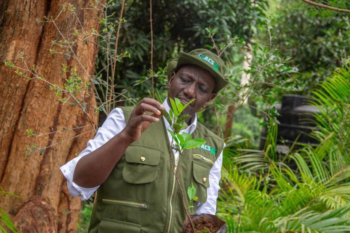 President Ruto’s plan to plant 15 Billion trees by 2032 Hit by Financial Constraints