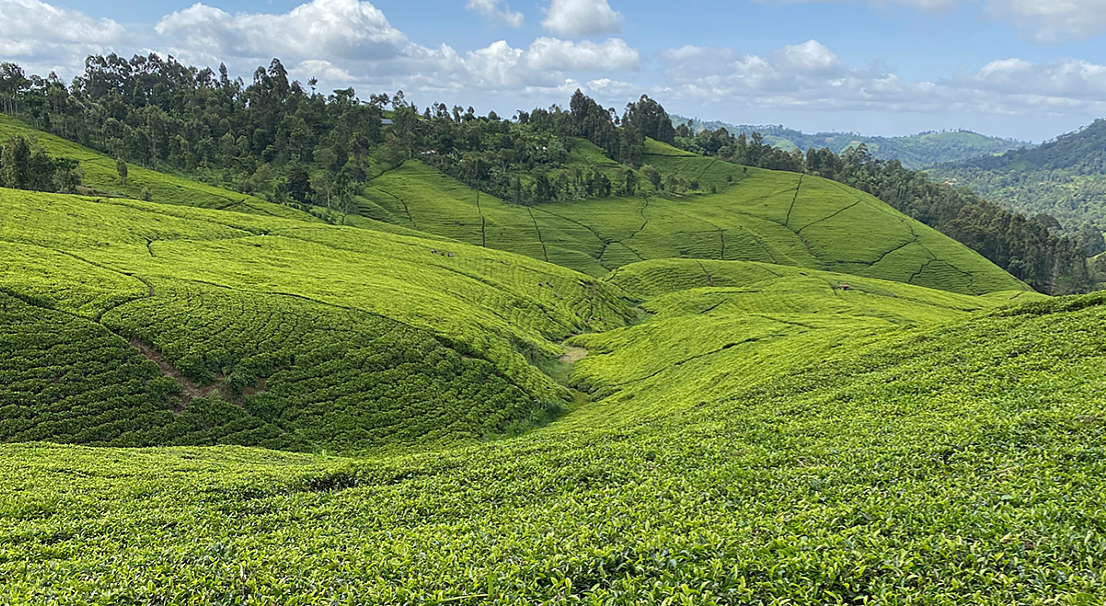Murang’a tea farmers lament over low bonuses