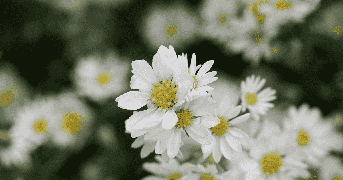 Kenya’s Pyrethrum Industry Trapped in Debt