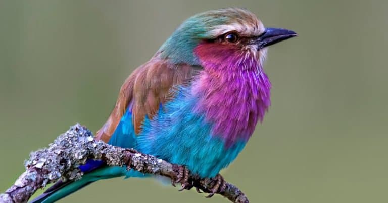 Interesting Facts About Kenya’s Monogamous National Bird