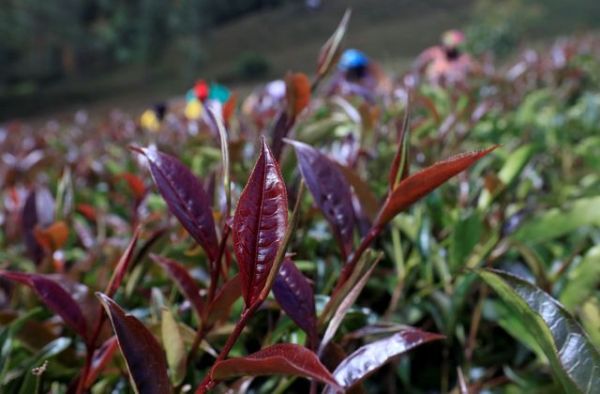 Kenya's Purple tea debuts in Paris, France